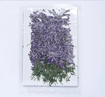 250pcs Pritisnete Posušen Cvet Corydalis decumbens Z matičnimi Herbarij Za Nail Art Nakit Zaznamek Telefon Primeru Vabilo Kartice DIY