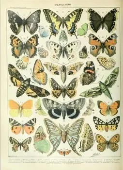 Insektov, Metulji SVILE PLAKAT, Dekorativno slikarstvo Stensko slikarstvo 24x36inch 02