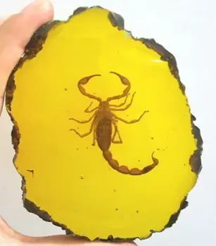 Lepa rumena scorpion fosilne žuželke ročno poliranje