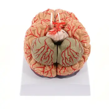 Človeški Možgani Model, Anatomsko Natančno Možganov Model 8-Del Človeških Možganov Anatomija za Znanost Razredu Študija Zaslon